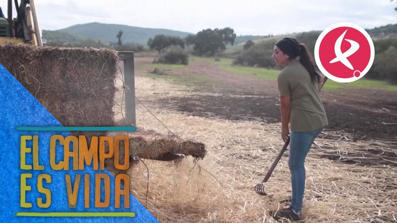 Alpacas de guisante para engordar a las paridas | El campo es vida