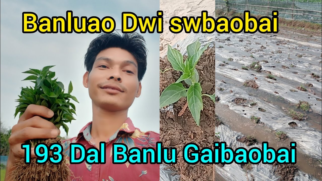 193 Dal Banlu Gaibaobai ll Dwi Swbaobai Ep. 99