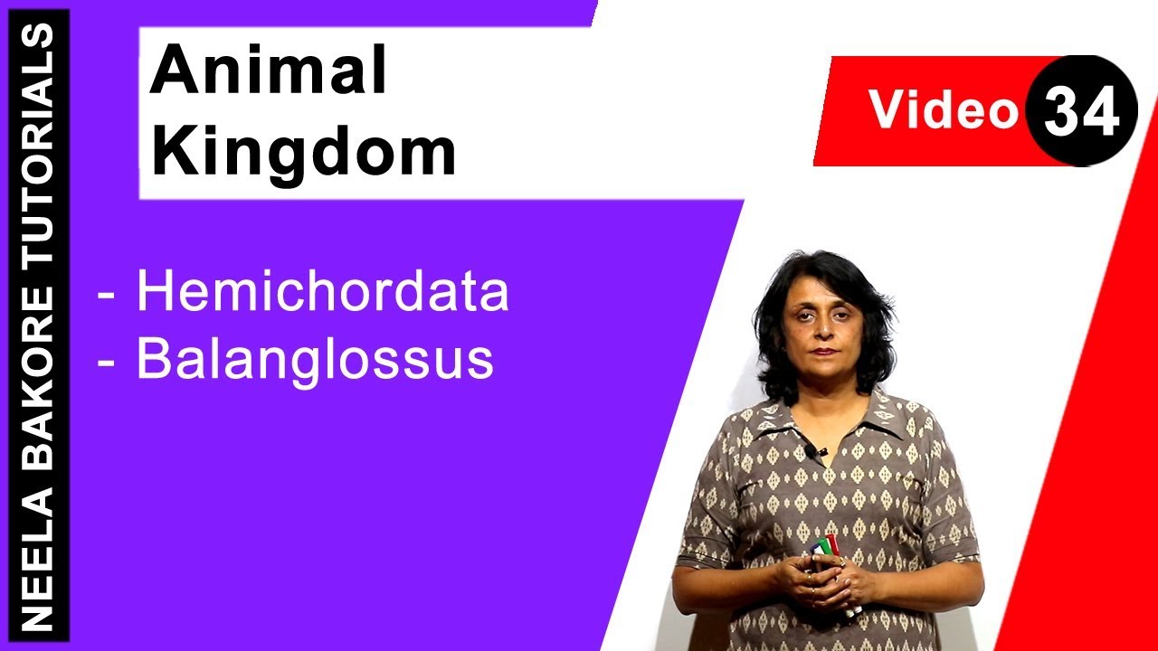 Animal Kingdom | NEET | Hemichordata - Balanglossus | Neela Bakore Tutorials