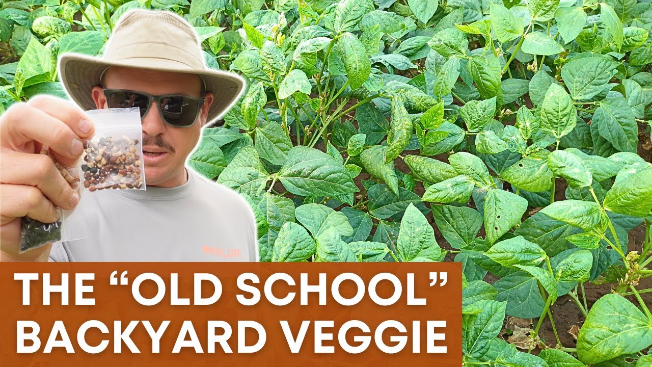 COWPEAS 101: Everything You Need to Know Before You Grow