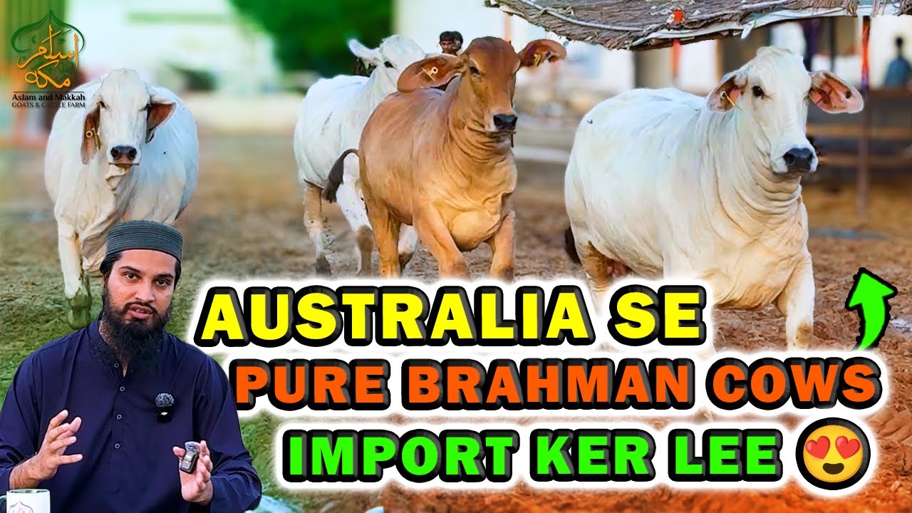 Pure Brahman Cows Imported from Australia to Pakistan | The Power Genetics