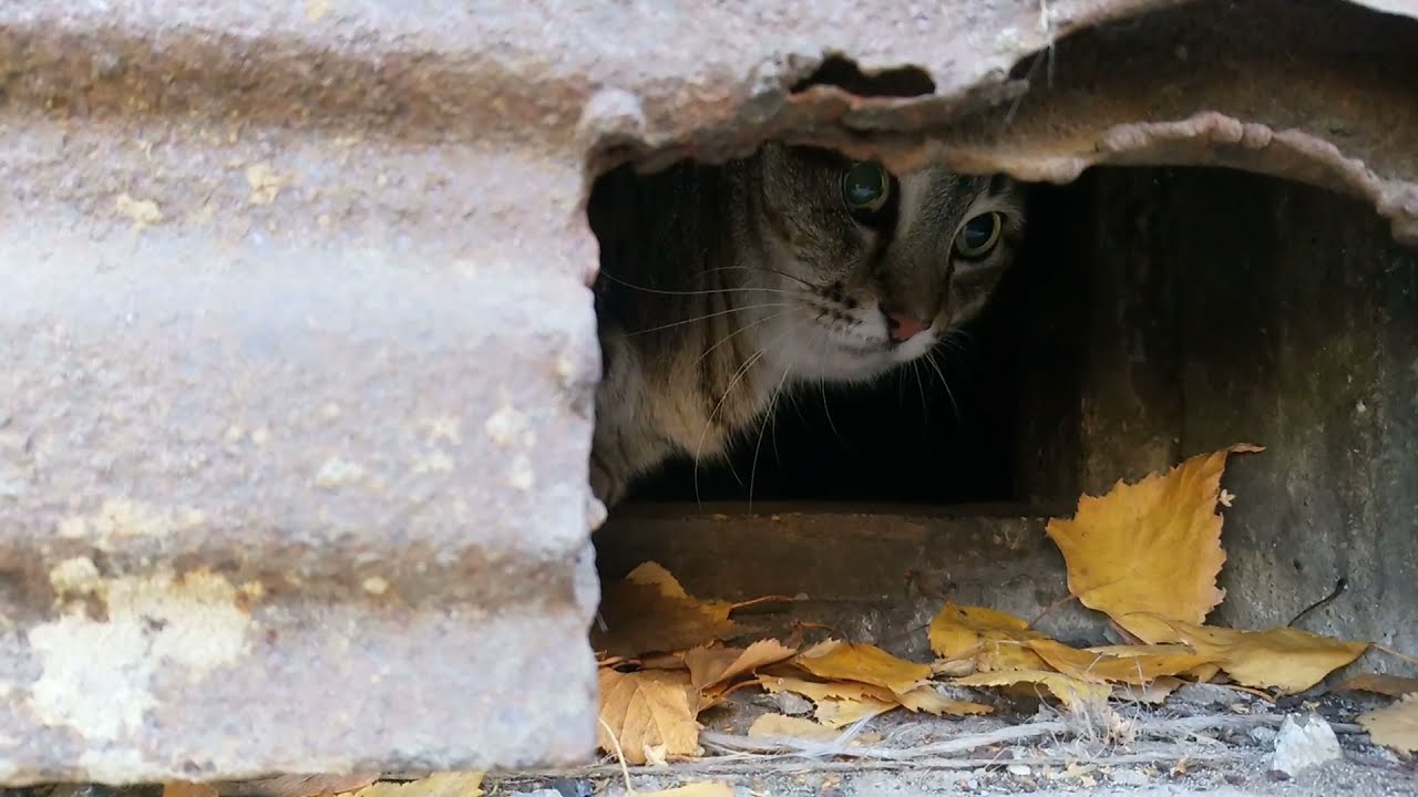 Толстый кот Степа разгуливает, как король, а толстая Лиза прячется в укрытии