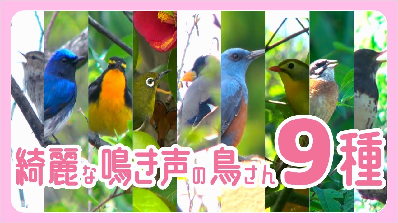 綺麗な鳴き声をもつ鳥さん9種類