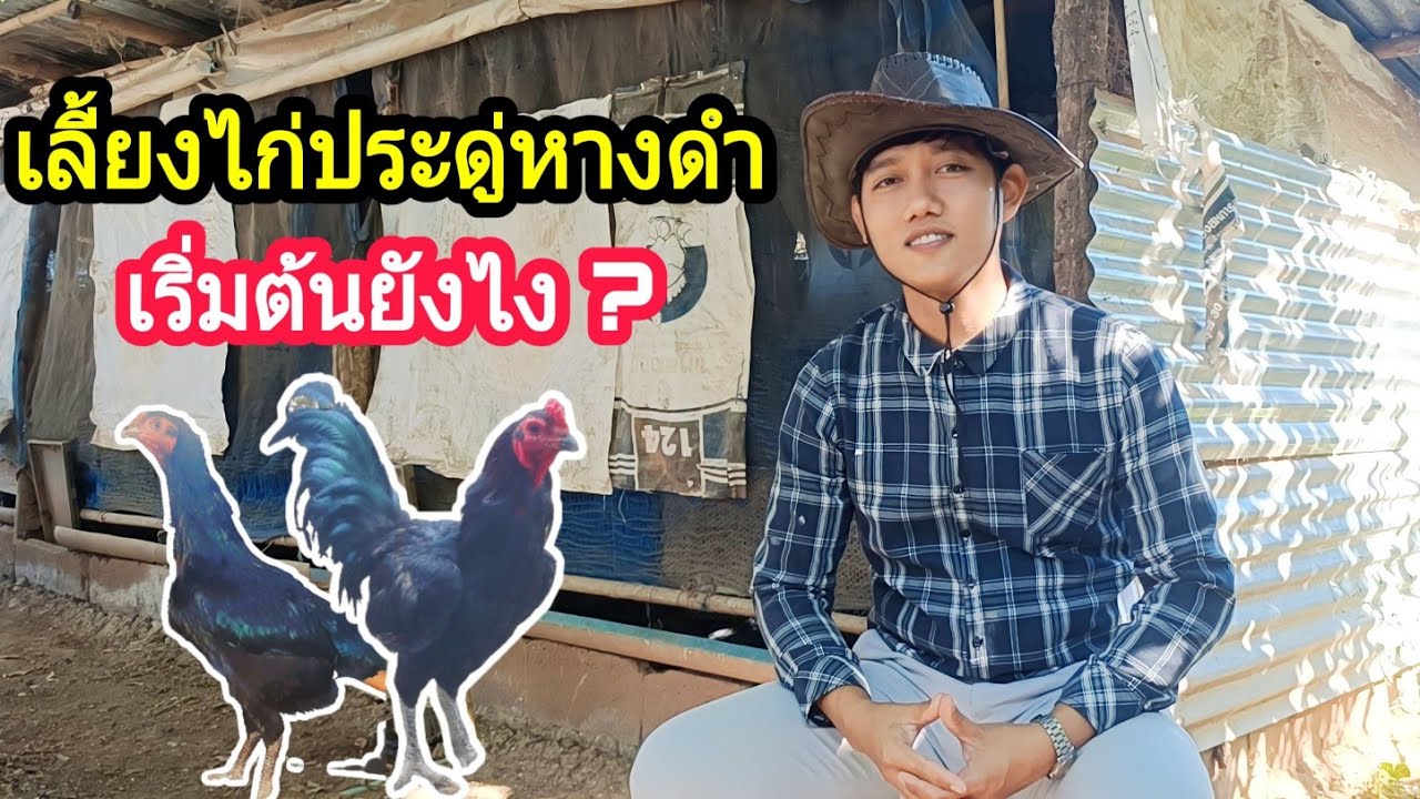 เลี้ยงไก่ประดู่หางดำ เริ่มต้นยังไง? : SMILE FARM