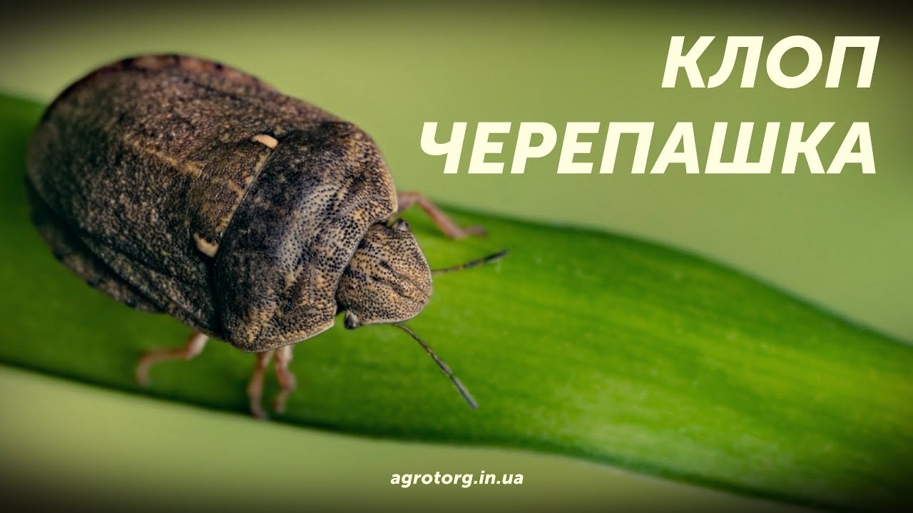 Клоп черепашка. Чем обработать пшеницу?