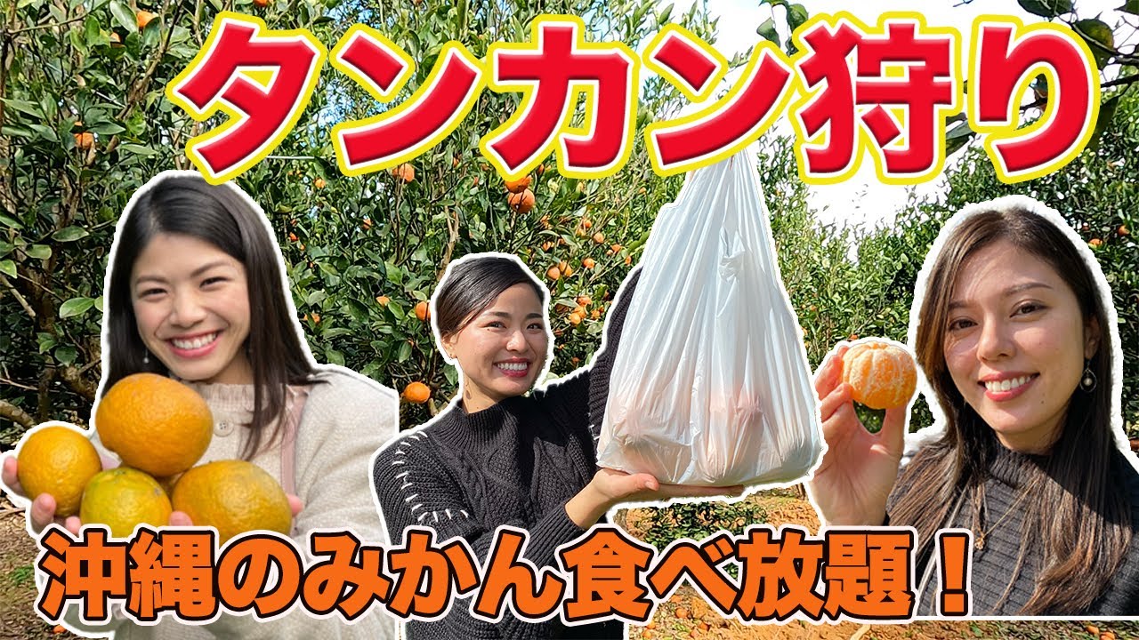 【タンカン狩り】南国のみかん食べ放題！沢山収穫してきました♪