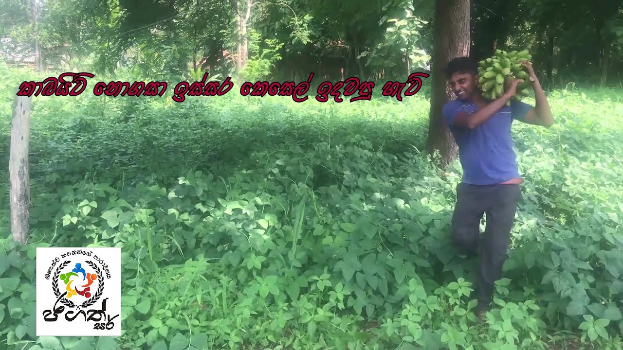 කාබයිට් නොගසා ඉස්සර කෙසෙල් ඉදවපු හැටි