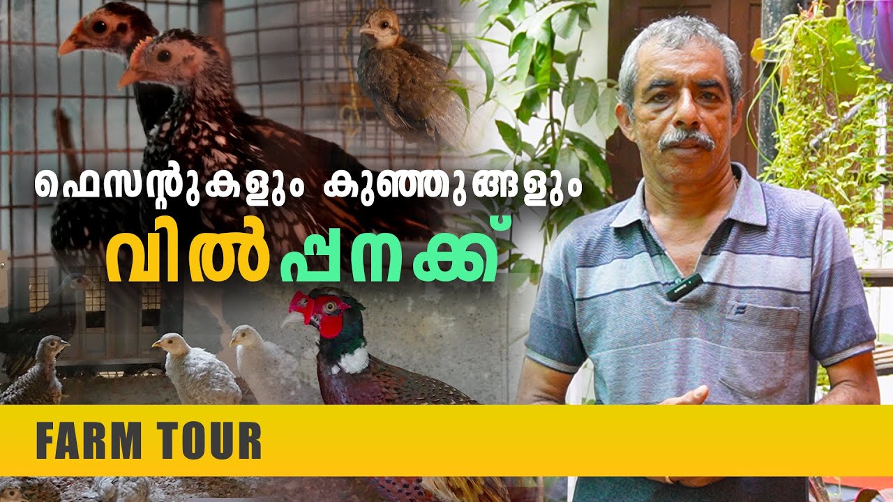 ഫെസന്റിനെയും കുഞ്ഞുങ്ങളെയും വാങ്ങാം വരുമാനം നേടാം | Pheasant Farming | Exotic Bird Farming