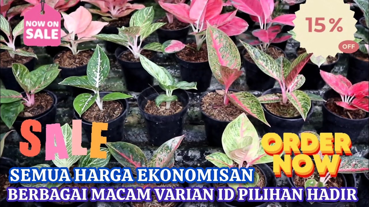 AGLONEMA HARGA EKONOMISAN DGN BERBAGAI MACAM VARIAN PILIHAN. PAKET TERMURAH BIKIN UNTUNG. Eps 1568