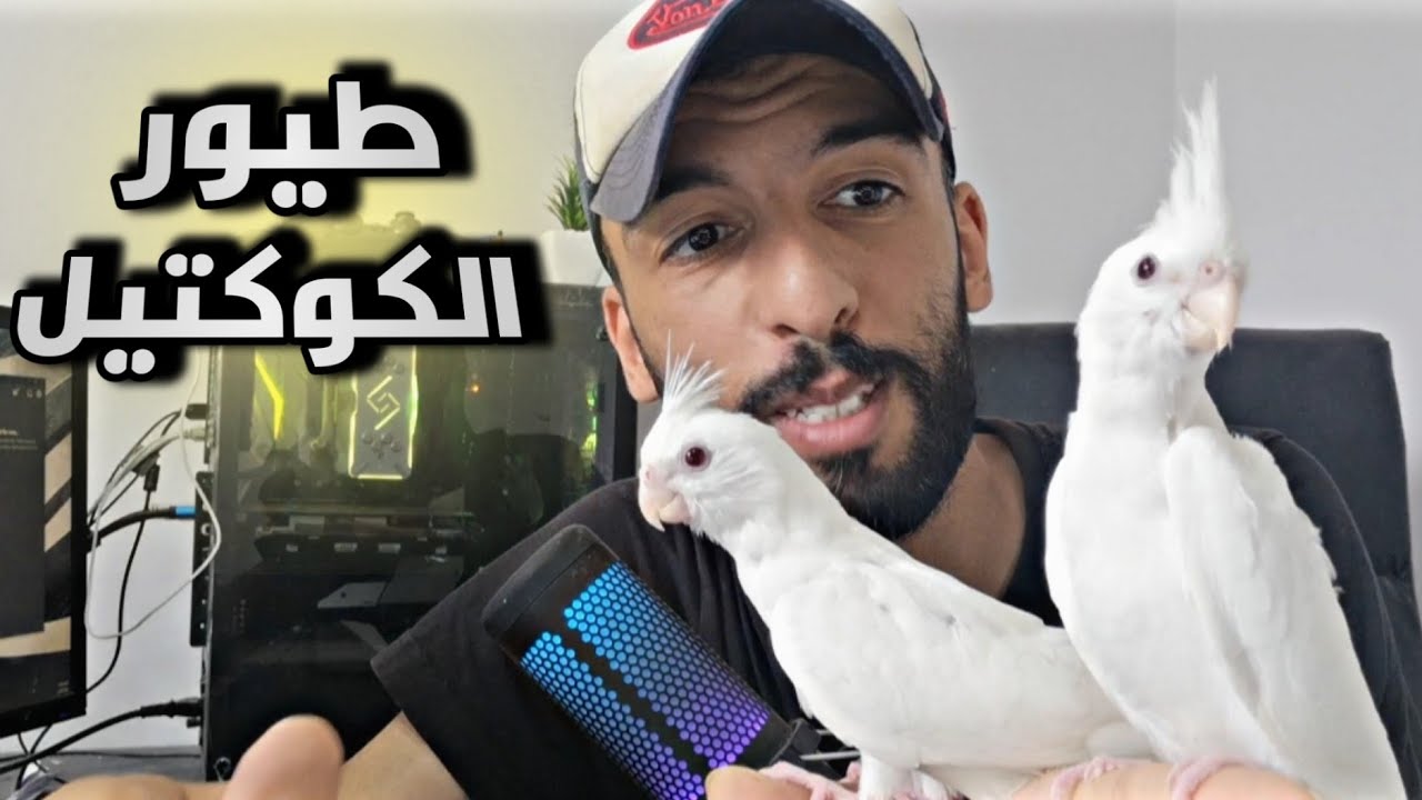 السن المناسب لترويض صغار الكوكتيل ❤️