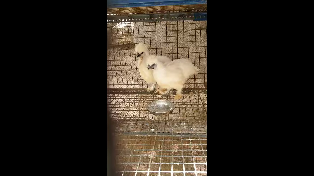 American silkies hen