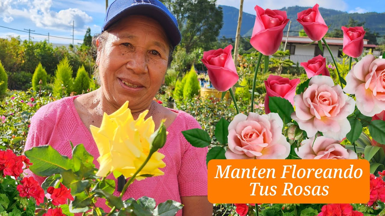 MANTEN siempre FLOREANDO tus ROSAS - COMO MANTENER SIEMPRE LINDAS TUS ROSAS