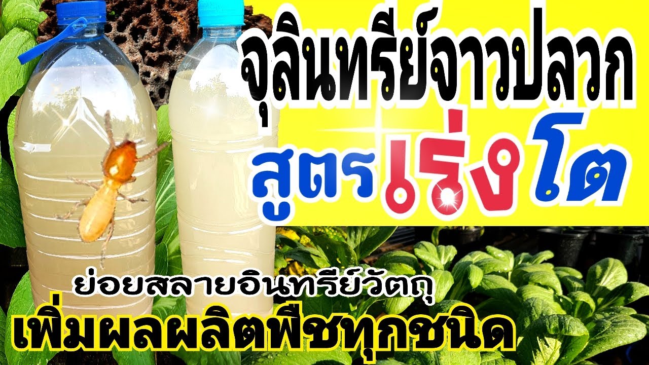 วิธีการทำจุลินทรีย์จาวปลวก แบบน้ำ พร้อมใช้ สูตรเร่งโต เพิ่มผลผลิต ย่อยสลายอินทรีย์วัตถุได้ดี