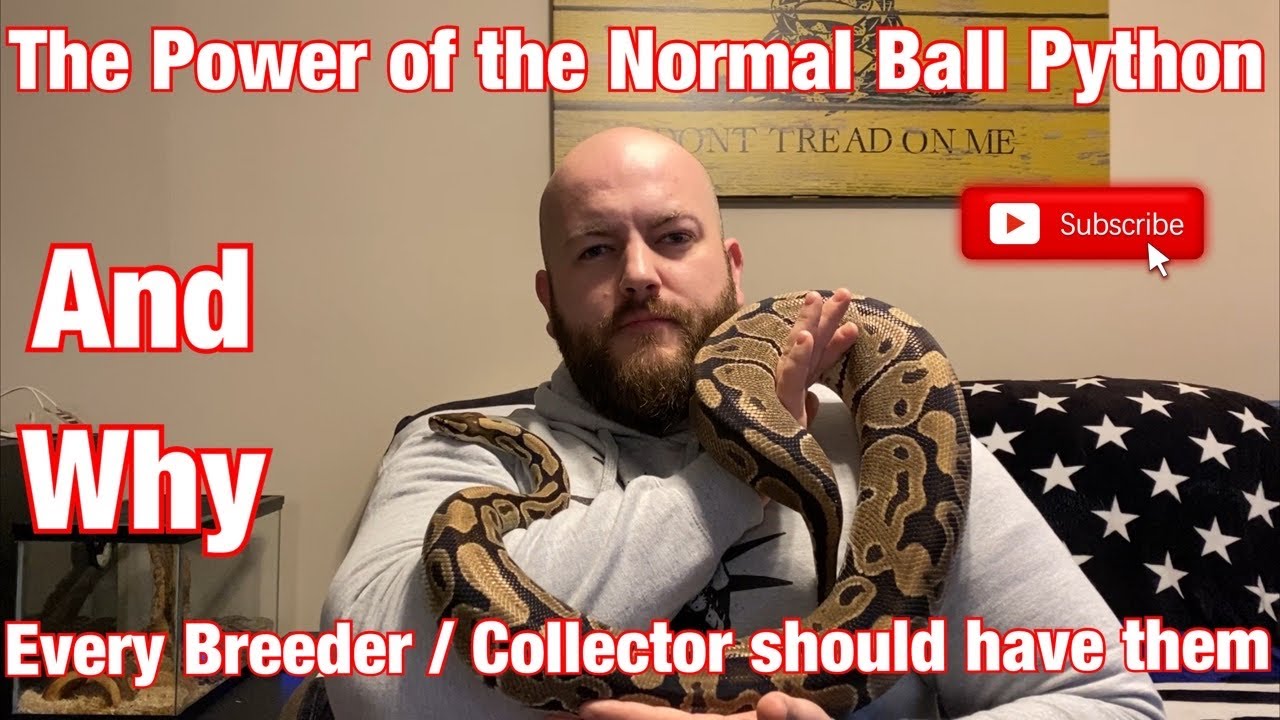 The Power of the Amazing Normal Ball Python and why every breeder/ collector should have them.