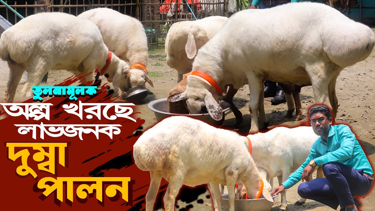 তুলনামূলক কম খরচে বাণিজ্যিকভাবে দুম্বা পালন লাভজনক |  দুম্বা পালন পদ্ধতি | dumba farm in bangladesh