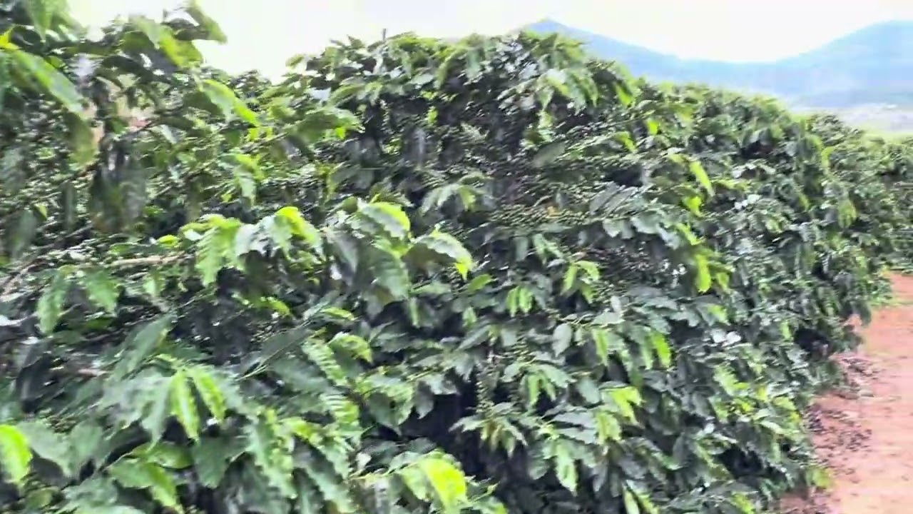 CAFÉ: ASSIM DA LUCRO! | 🚜 Roça com Carvalho