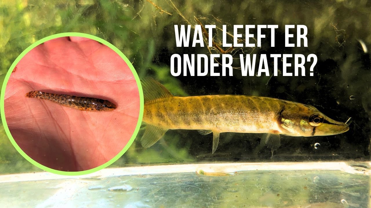 Jonge snoek, bizarre insecten en gecamoufleerde vissen!
