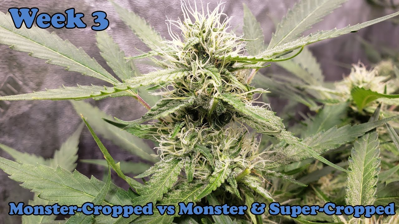 Ethos Moroccan Kush (DISCONTINUED STRAIN) and LEMON OG HAZE F4 (LOGHF4) WEEK 3 of FLOWER