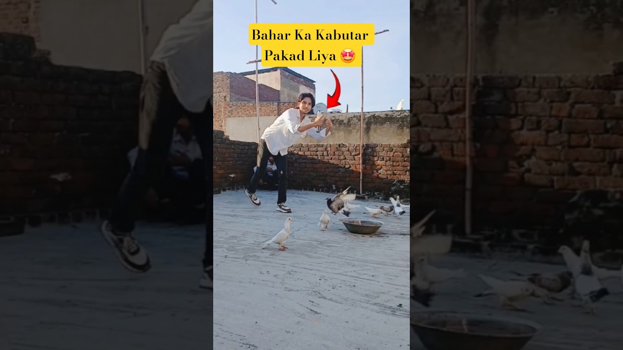 Bahar Ka Kabutar Pakad Liya 🤩 #shorts #minivlog #shortsfeed #trending