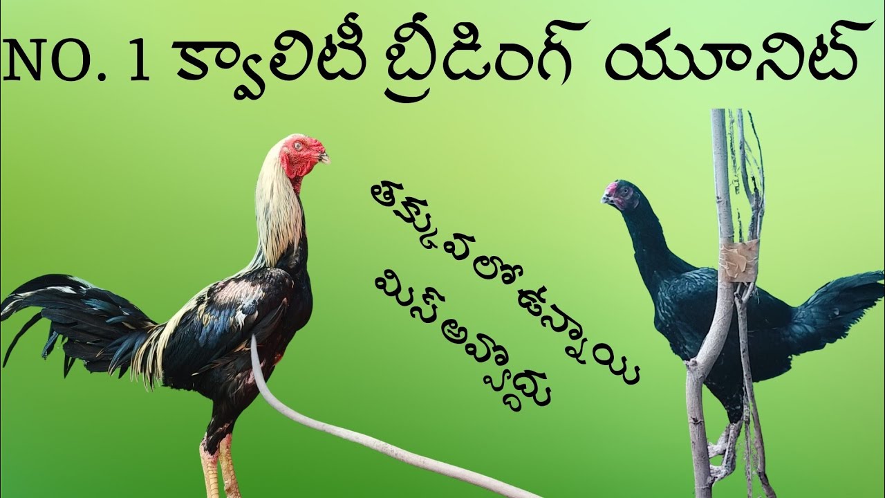 భీమవరం బ్రీడింగ్ #95059 11107 #khrfarms #bhimavaram 