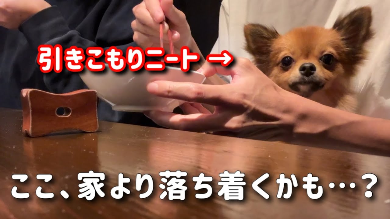 初めての焼き鳥屋で即寝!? 引きこもり犬の癒し時間