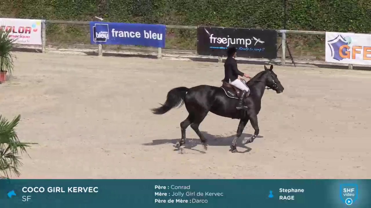 Coco Girl Kervec, 5ans : Conrad x Jolly Girl de Kervec