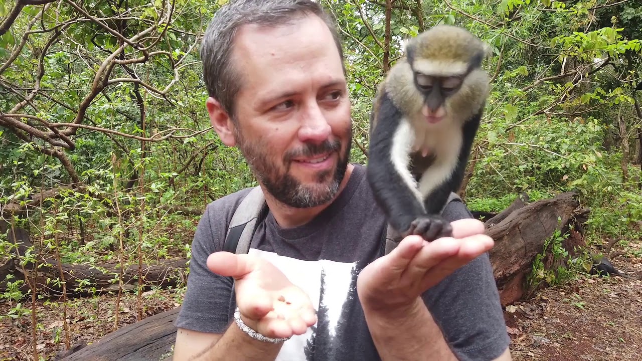 The Boabeng-Fiema Monkey Sanctuary In Ghana