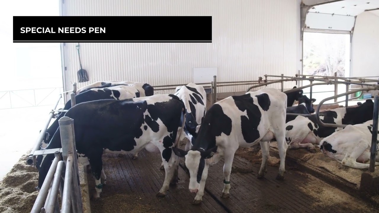 Barn Design for Dairy Cattle