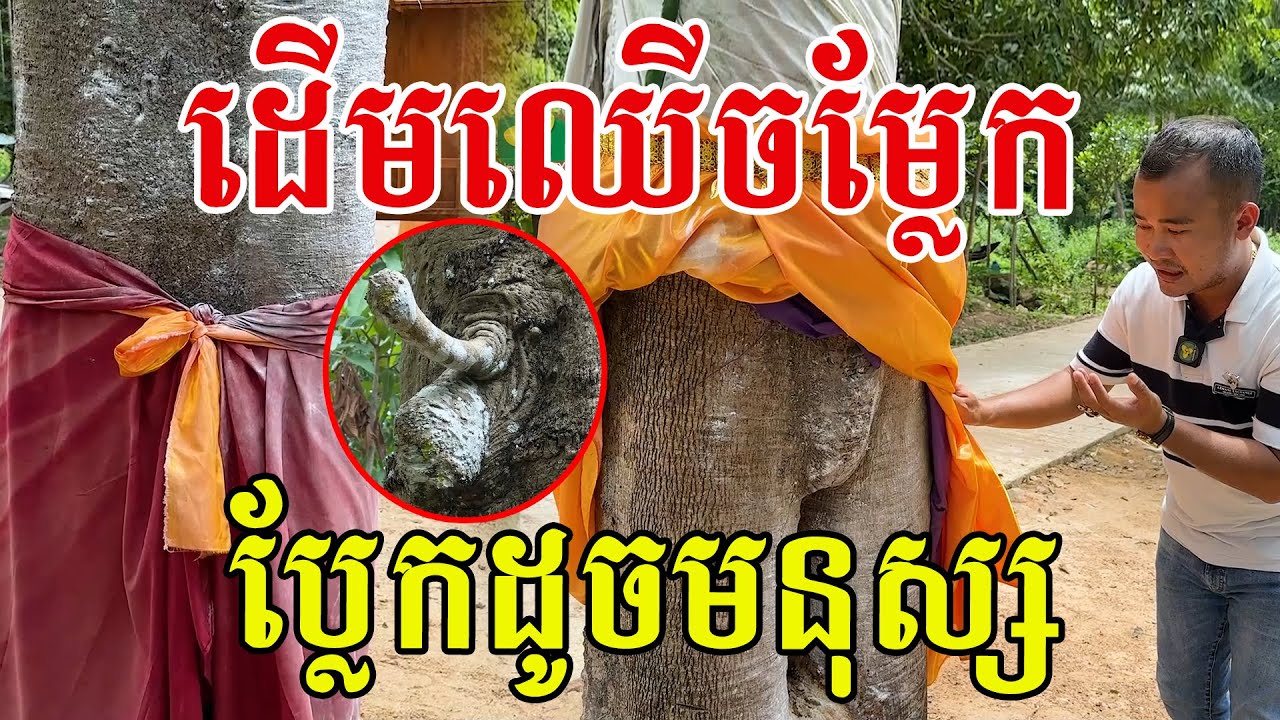 ដេីមយាយ​ ដេីមតា​ ប្លែកមែន ដូចពិតៗ