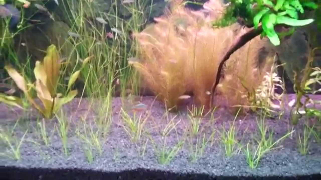 микро разбора Галактика (Danio margaritatus)