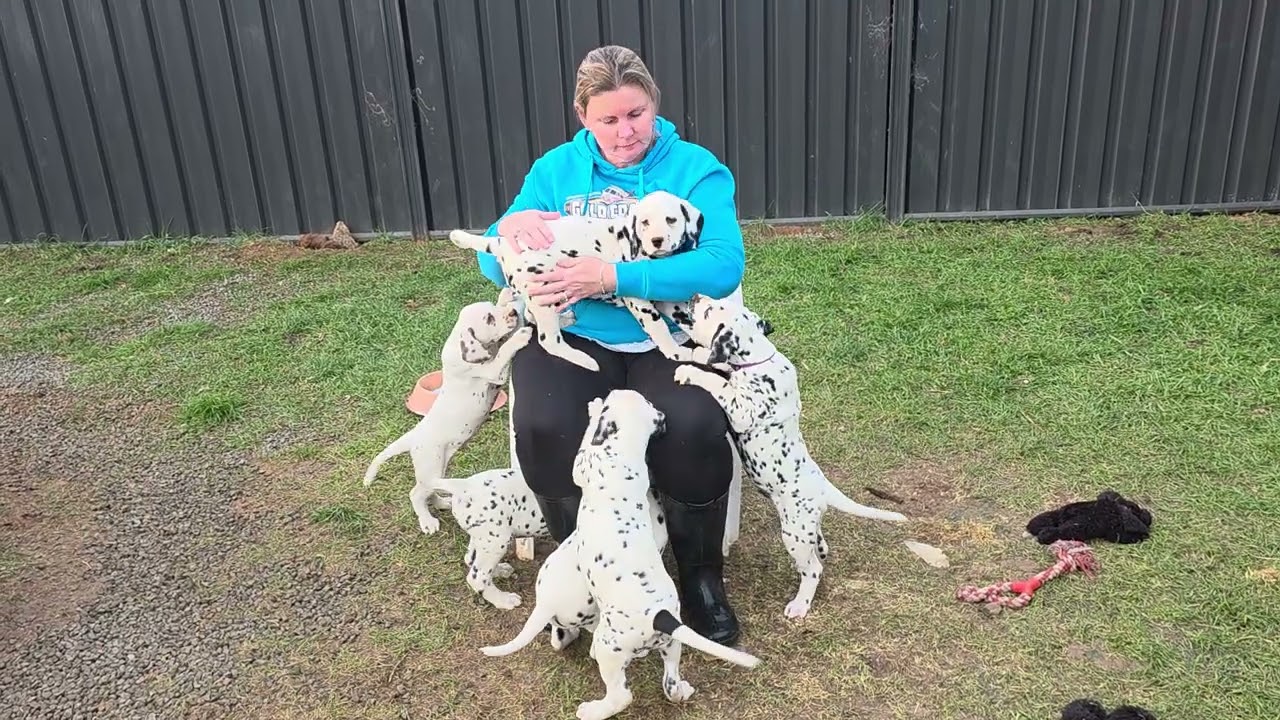 Last video of all Maggies puppies together.