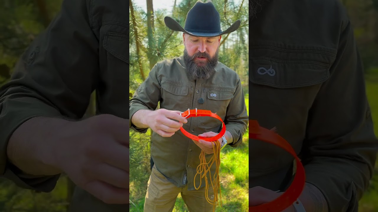 Hund & Halsband! Das solltest du testen !!!!