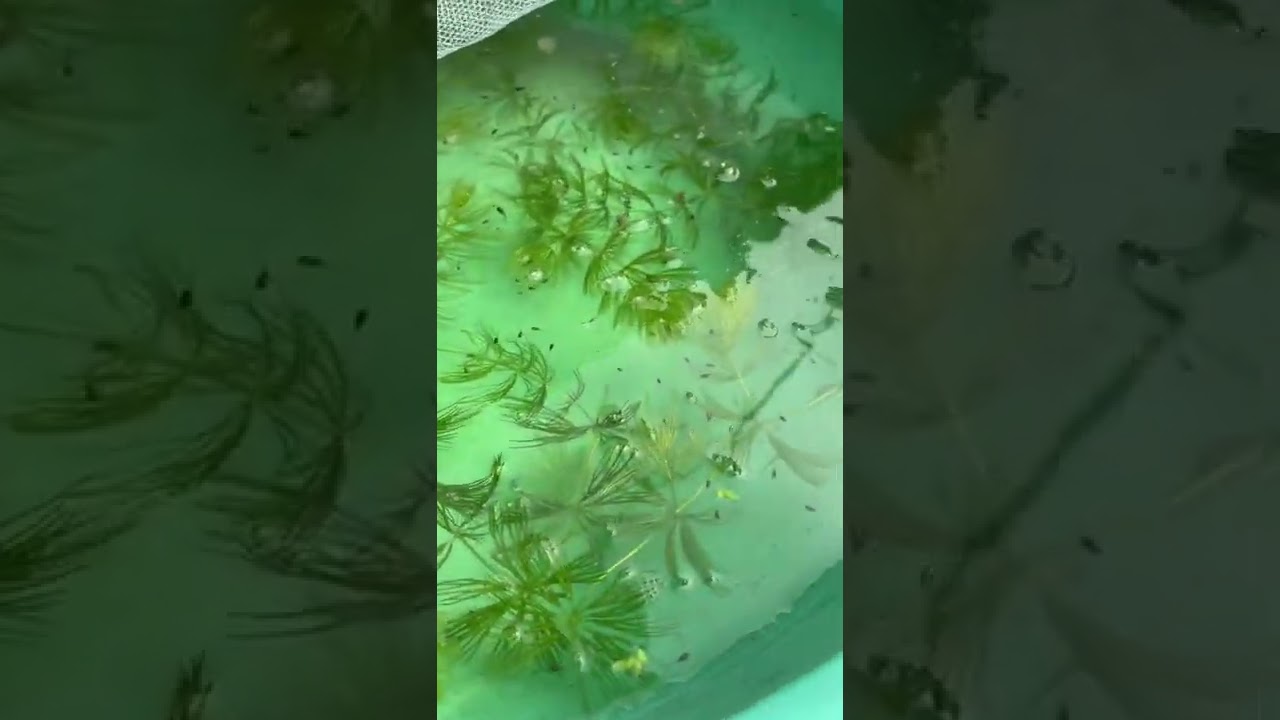 Betta fry 