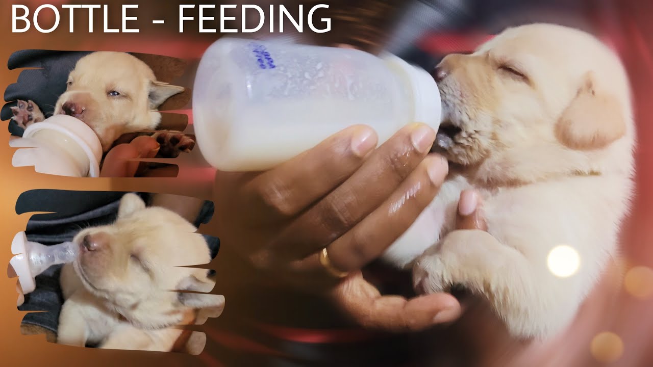 How to Bottle feed a Newborn Puppies | Lala's Puppies | #PetLove | [4K Video] | Tamil | Luna'z squad
