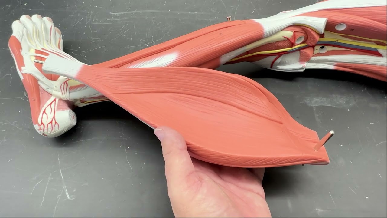 Muscles of the Leg (2025)