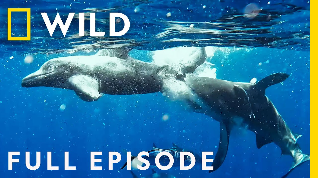Sharks vs. Dolphins: Bahamas Battleground (Full Episode) | Nat Geo Wild
