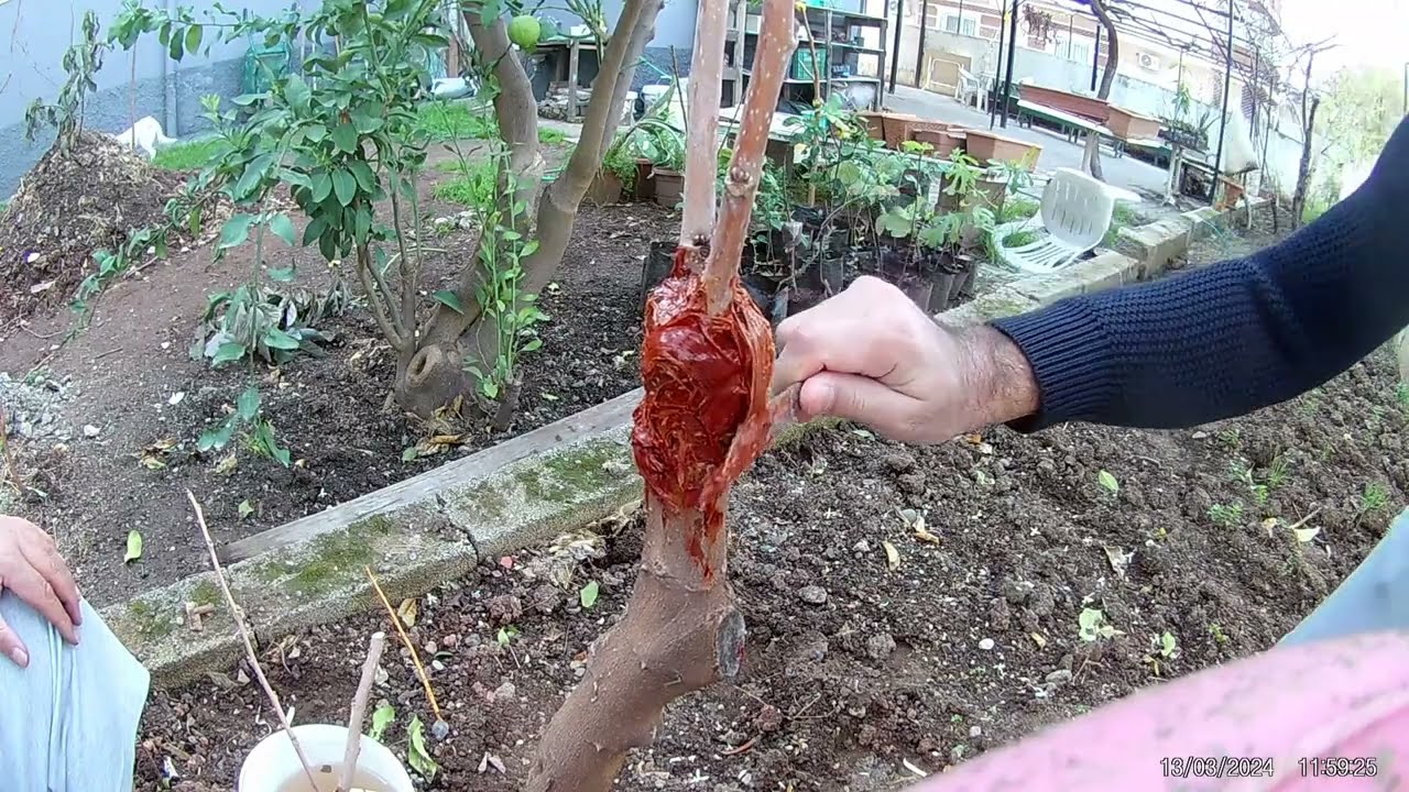 Dut aşısı, kalem aşısı, yarma aşı.