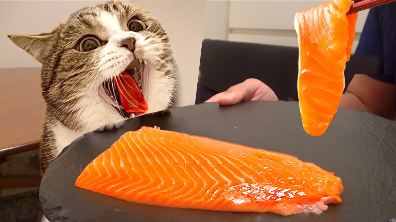 生まれて初めてサーモンの刺身を食べた子猫が狂う💖(#にゃんてわんだふる)