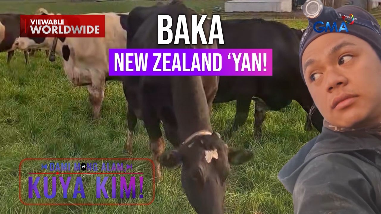 Pinoy, good vibes ang dala sa pakikipag-usap sa mga baka sa New Zealand! | Dami Mong Alam, Kuya Kim!