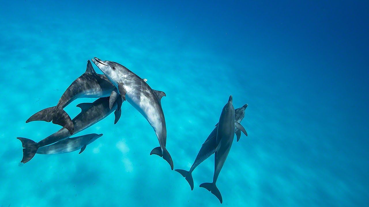 Incredible Dolphin behaviour - Above and Below - ( On the Great Bahama Bank )