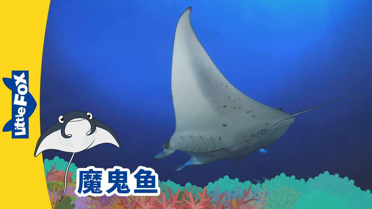 [4K] 认识动物 - 魔鬼鱼 ( Meet the Animals - Manta Ray) | aquarium | Animals | Little Fox Chinese