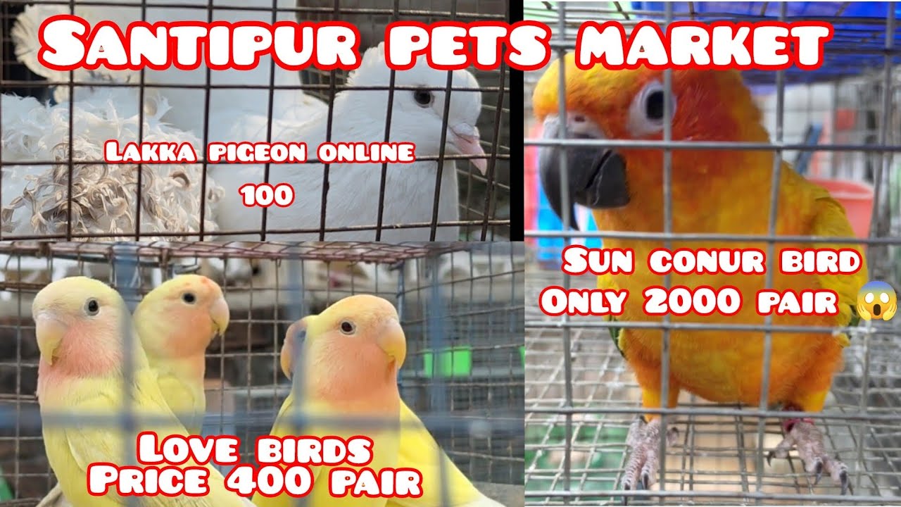 Sun conur bird only 2000 rupees 