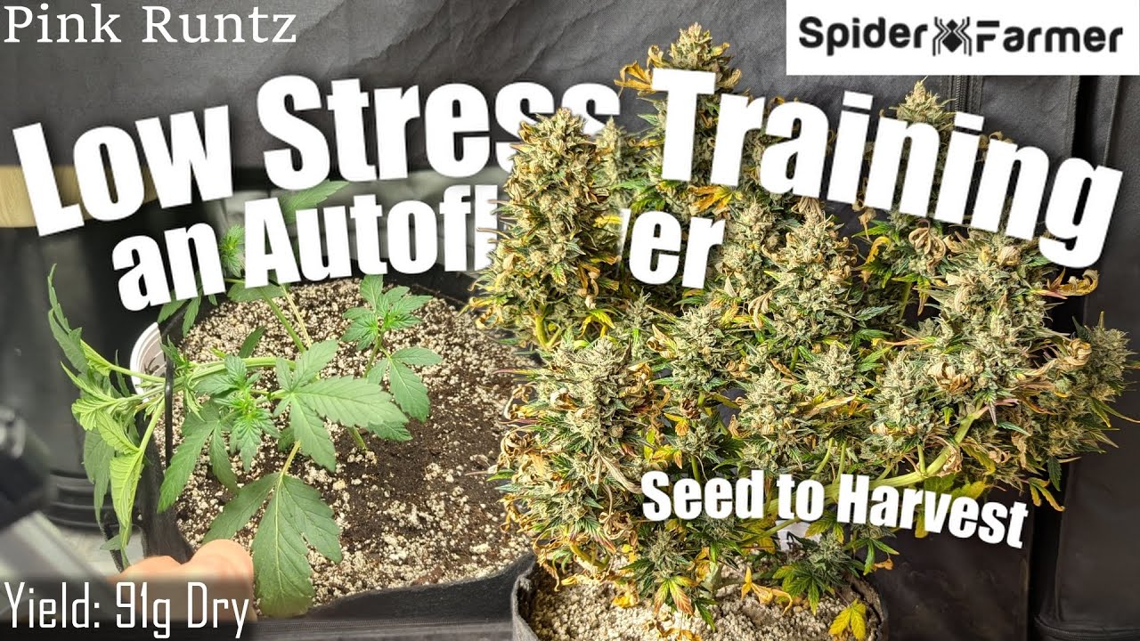 How I Grow -26- From Seed, LST, to Harvest - Pink Runtz Autoflower - Spiderfarmer SF4000