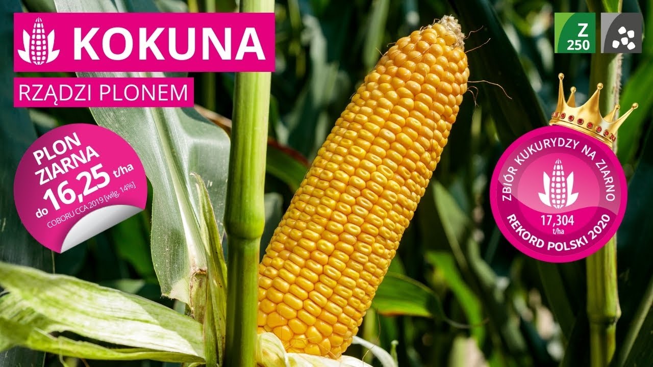 Kukurydza KOKUNA 🌽 Ziarno FAO 250