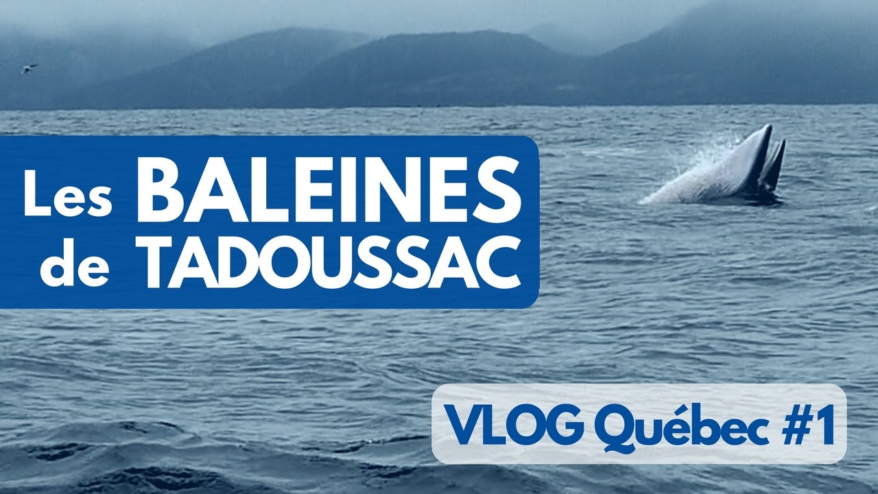 On a vu les BALEINES à TADOUSSAC au CANADA - VLOG Québec #1