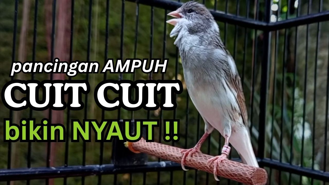 AMPUH! Suara Terapi Kenari Macet Bunyi - Cukup 15 Menit Langsung Nyaut & Ngeroll Panjang