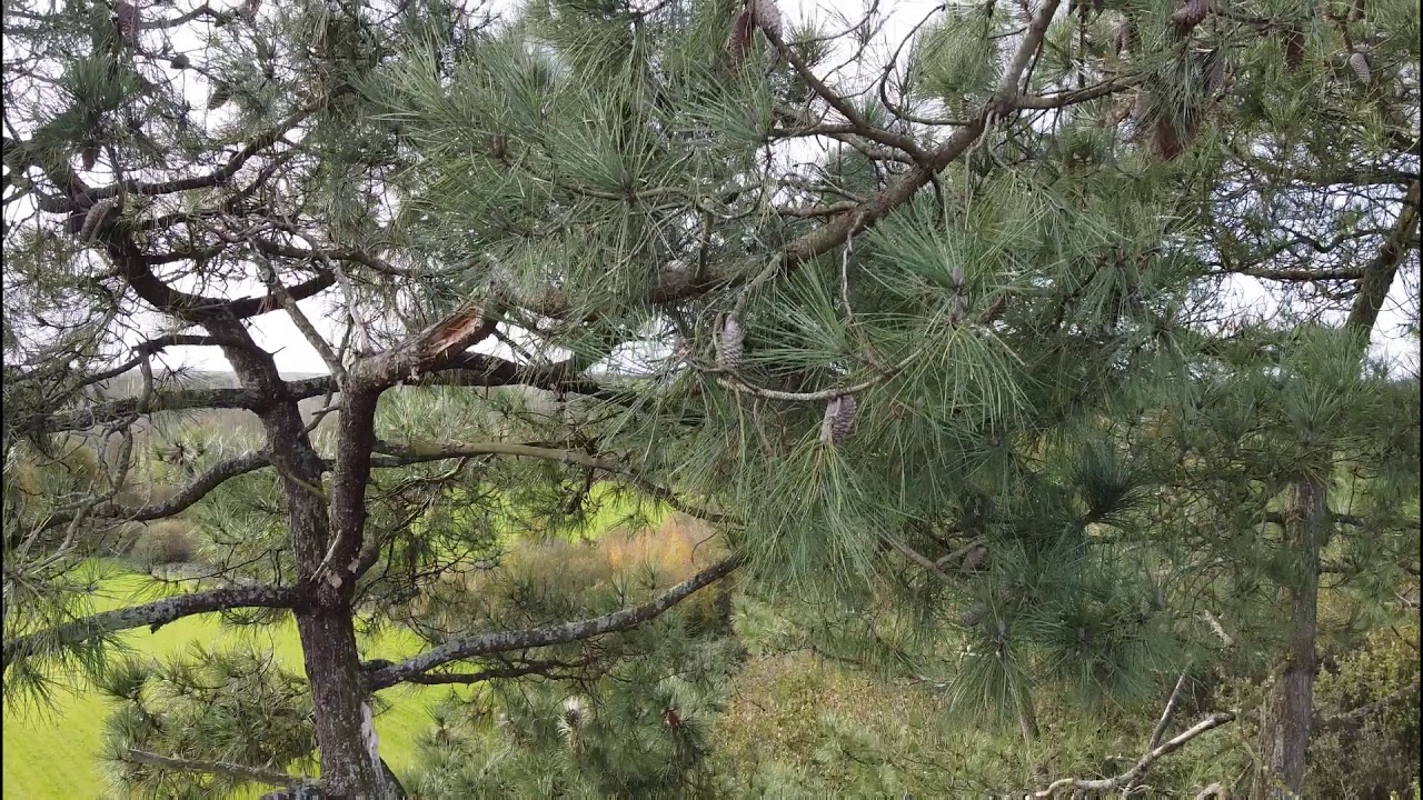 LaGbfromabove