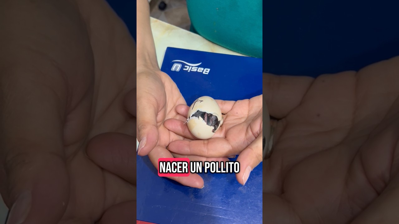 Cuanto demora un pollito en nacer 🐥