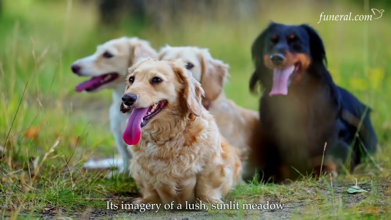 The Rainbow Bridge  Poem Explained: Comfort, Origins, and How It Helps With Pet Loss | Funeral.com