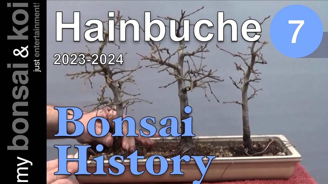 Bonsai History No. 7 -  Hainbuchen - Drei in einer Reihe